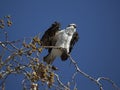 Osprey