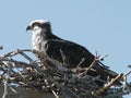 Osprey Royalty Free Stock Photo