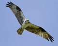 Osprey