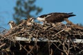 Osprey adult feeds fish to its newly hatched chick in the nest w