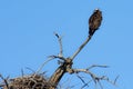 Alert Osprey Above Their Nest Royalty Free Stock Photo