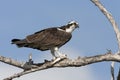 Osprey, American subspecies Royalty Free Stock Photo