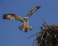 Osprey approaching nest Royalty Free Stock Photo