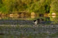 Osprey on a bank of a river. Royalty Free Stock Photo