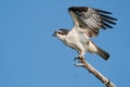 Osprey Beginning to Take Flight Royalty Free Stock Photo