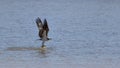 Osprey bird catching a yellow perch fish Royalty Free Stock Photo