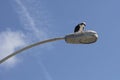 An Osprey bird eating prey on top of a street light in La Jolla, California Royalty Free Stock Photo