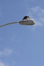 An Osprey bird eating prey on top of a street light in La Jolla, California Royalty Free Stock Photo