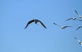 Osprey Hawk Chased By Gulls Royalty Free Stock Photo