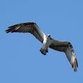 Osprey bird in flight with blue sky background Royalty Free Stock Photo