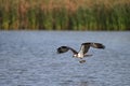 An Osprey bird in flight carrying a fish in its talons over water Royalty Free Stock Photo