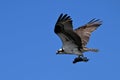 Osprey bird in flight with a half eaten fish in its talons
