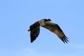 Osprey bird in flight Royalty Free Stock Photo
