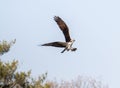 Osprey bird flying while carrying a fish Royalty Free Stock Photo