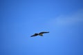 Osprey Bird Gliding with Wings in Flight
