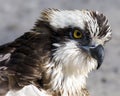 Osprey Bird Stock Photos.  Osprey Bird head close-up profile view with bokeh bacground Royalty Free Stock Photo