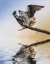 Osprey Bird holding a fish reflection in the water Royalty Free Stock Photo