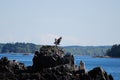 Osprey Bird Landing on a Rock Nest
