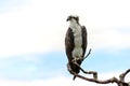 Osprey perched on bare branch with open background Royalty Free Stock Photo