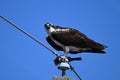 Osprey bird sitting perched on a pole with a half eaten fish in its talons