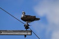 Osprey bird sitting perched on a pole with a half eaten fish in its talons