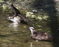 Osprey Bird Stock Photos. Osprey Birds close-up profile view with background