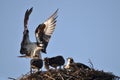 Osprey bringing home dinner Royalty Free Stock Photo