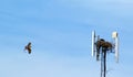 Osprey Building Nest Royalty Free Stock Photo