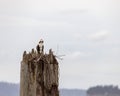 Osprey Building A Nest Royalty Free Stock Photo