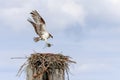 Osprey building nest Royalty Free Stock Photo