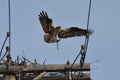 Osprey building the nest with sticks springtime Royalty Free Stock Photo