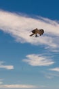 Osprey building nest in Yellowstone National Park Royalty Free Stock Photo