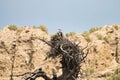 Osprey building nest in Yellowstone National Park Royalty Free Stock Photo