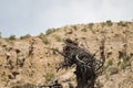 Osprey building nest in Yellowstone National Park Royalty Free Stock Photo