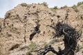 Osprey building nest in Yellowstone National Park Royalty Free Stock Photo