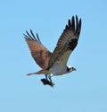 Osprey with a Bullhead Fish Royalty Free Stock Photo