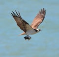 Osprey with Bullhead Fish 2 Royalty Free Stock Photo