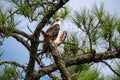 Osprey calling while perched up high on a pine tree branch Royalty Free Stock Photo
