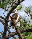 Osprey calling while perched up high on a pine tree branch Royalty Free Stock Photo