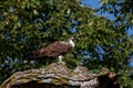 Osprey Calling on a Tree Royalty Free Stock Photo
