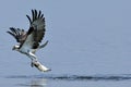 Osprey Carrying Fish Royalty Free Stock Photo