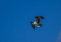 Osprey carrying a fish in the air