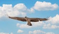 Osprey carrying fish back to its nest.