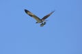 Osprey carrying a fish in its talons in Florida. Royalty Free Stock Photo