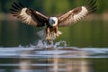 osprey carrying fish in its talons over a lake Royalty Free Stock Photo