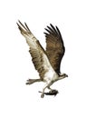 Osprey Carrying Fish in it`s Talons