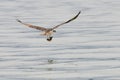 Osprey carrying fish in talons with wings spread over calm ocean water Royalty Free Stock Photo