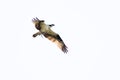 Osprey Carrying Fish on White Background