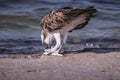 Osprey with catch Royalty Free Stock Photo