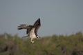 Osprey with catch Royalty Free Stock Photo